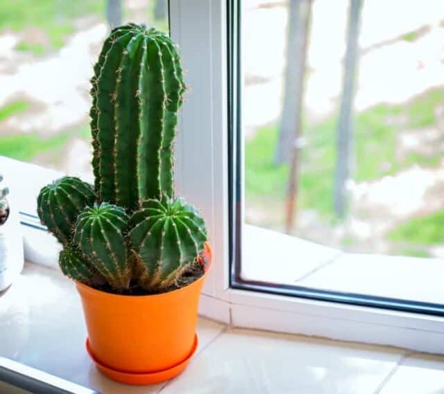 Cactus in bright indoor light