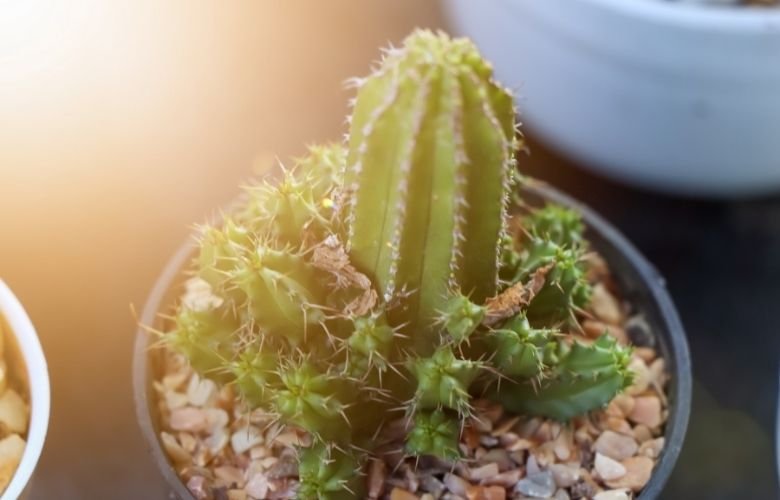 Cactus lighting needs diagram