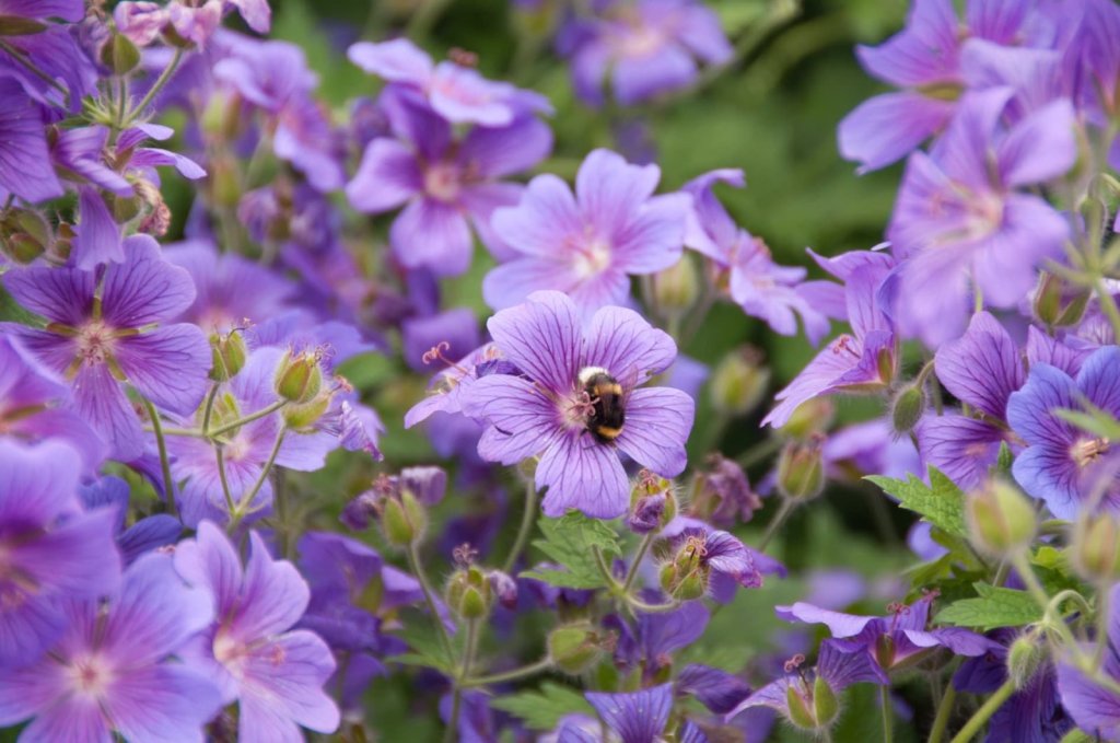 Blooming perennial garden