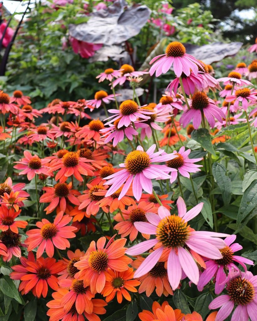 Colorful flowering perennials