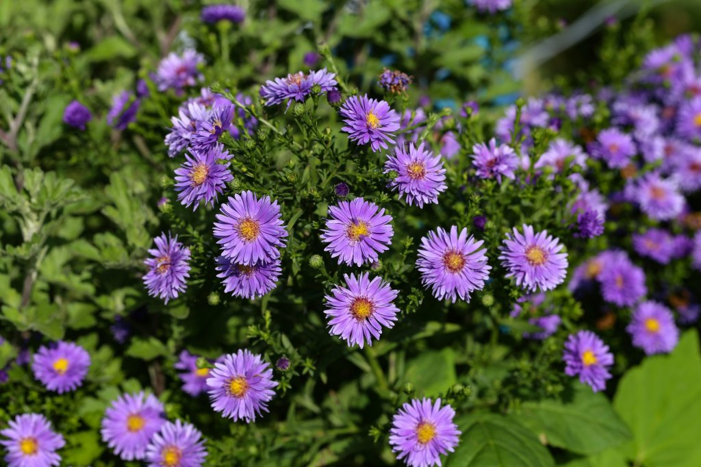 Mixed perennial border