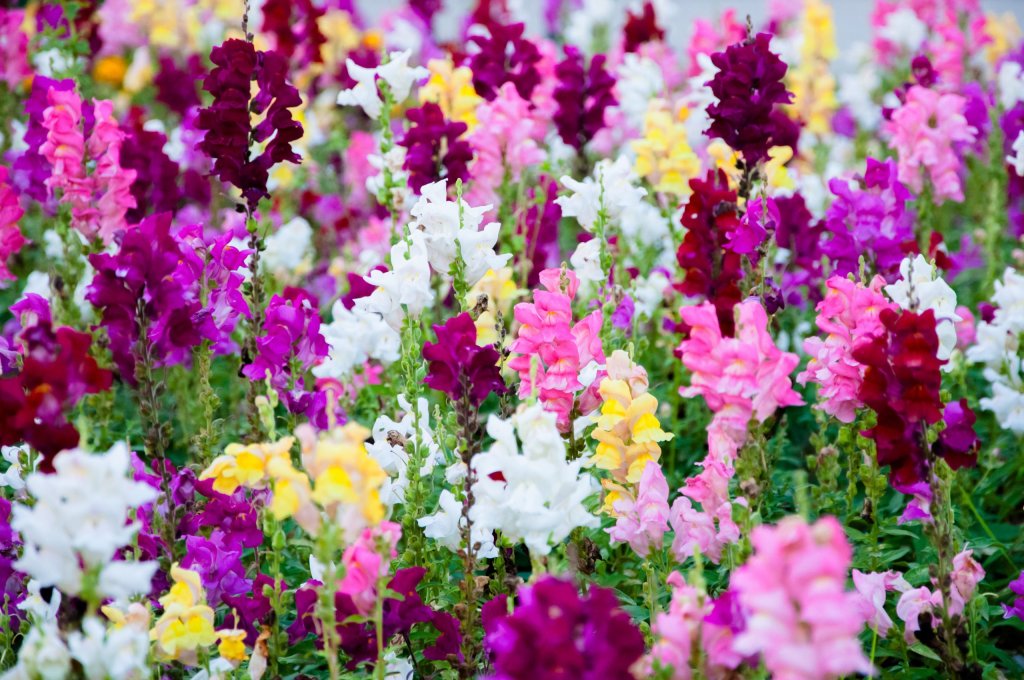 Snapdragon flowers