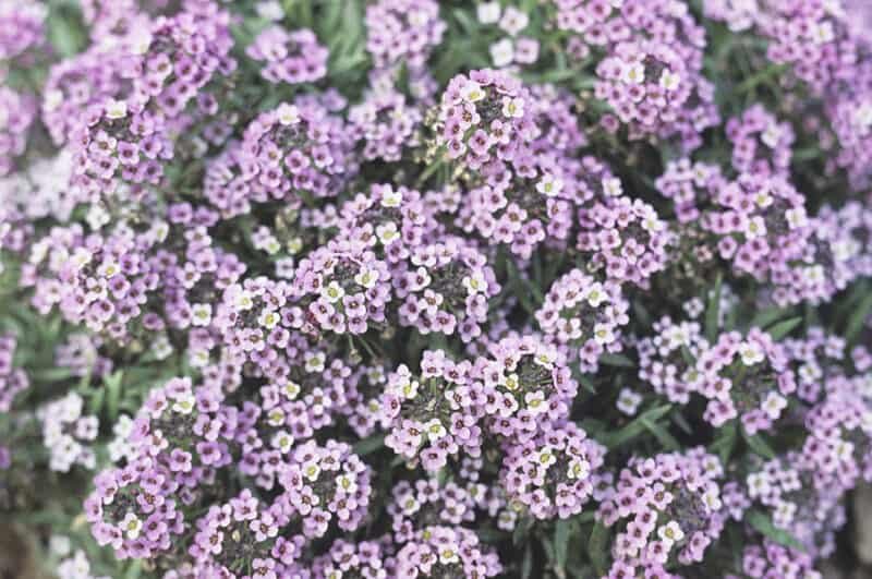Alyssum flowers