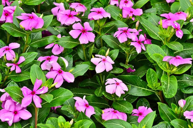 Vinca flowers