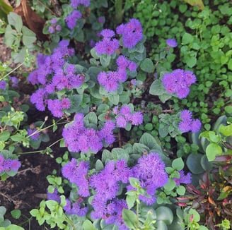Colorful annual flowers