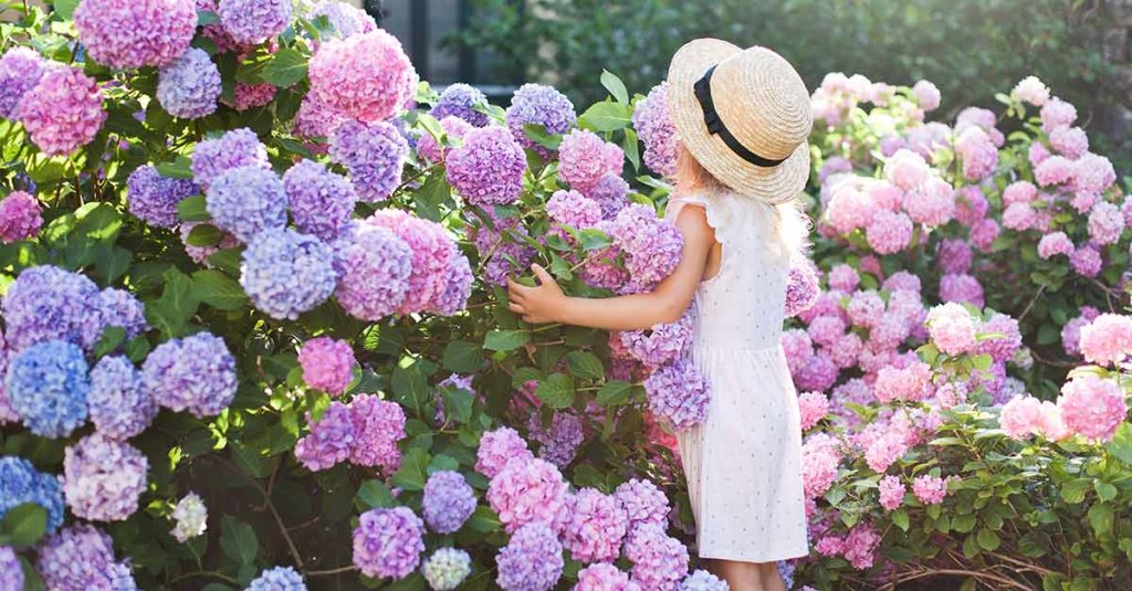 Beautiful hydrangea flowers