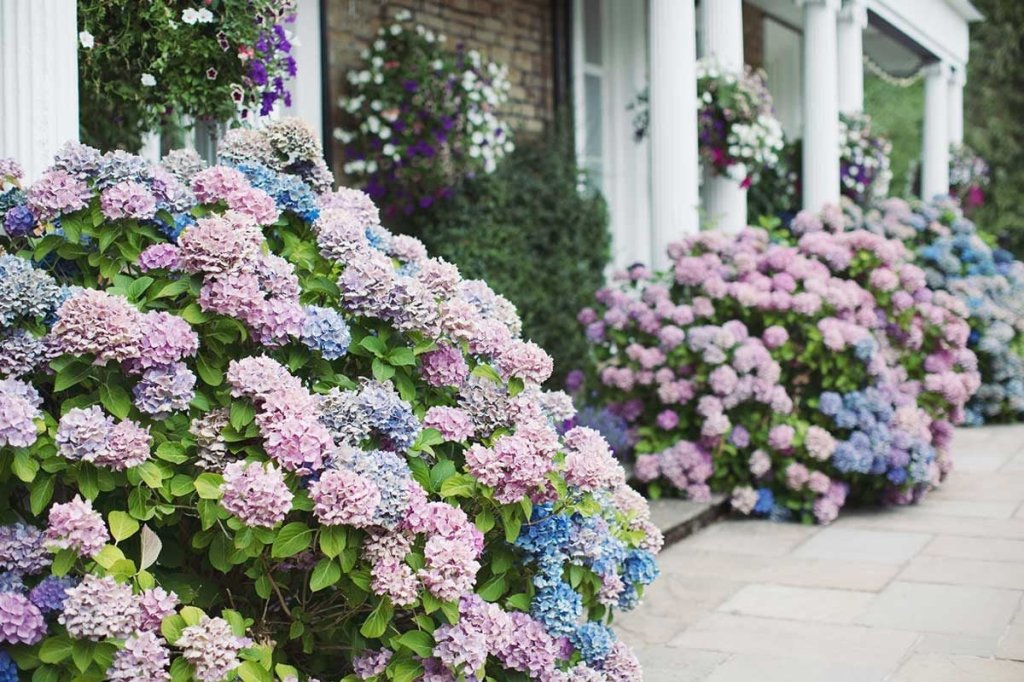 Hydrangea garden