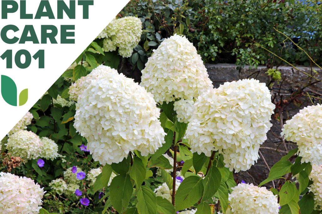 Hydrangea care tips