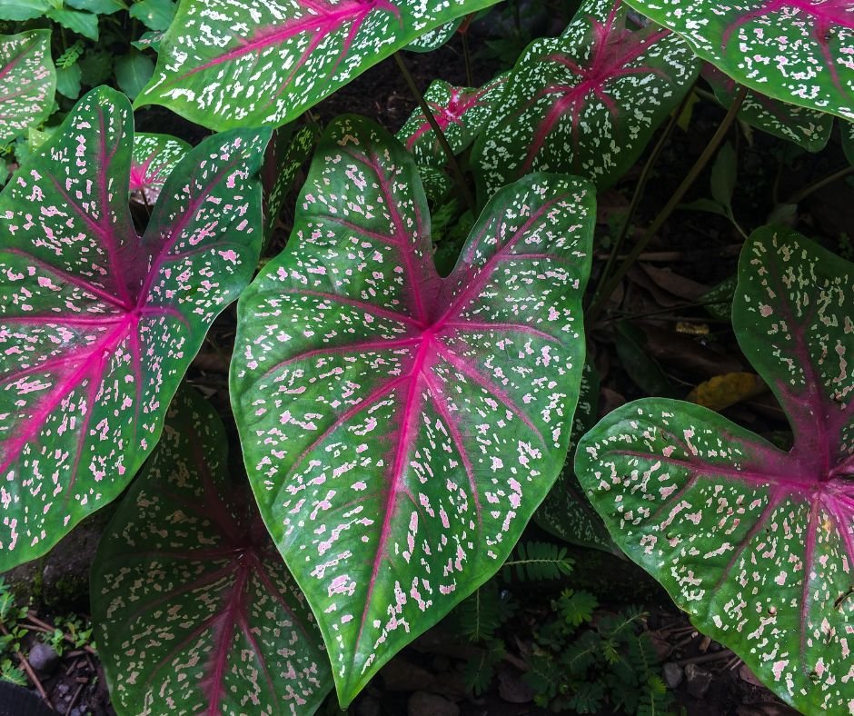 Beautiful caladium plants with colorful foliage