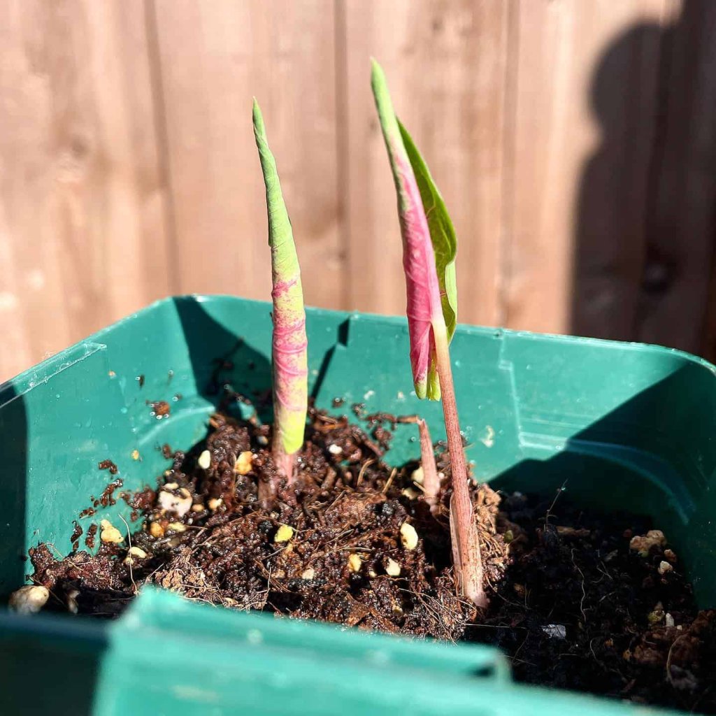 Caladium bulbs ready for planting