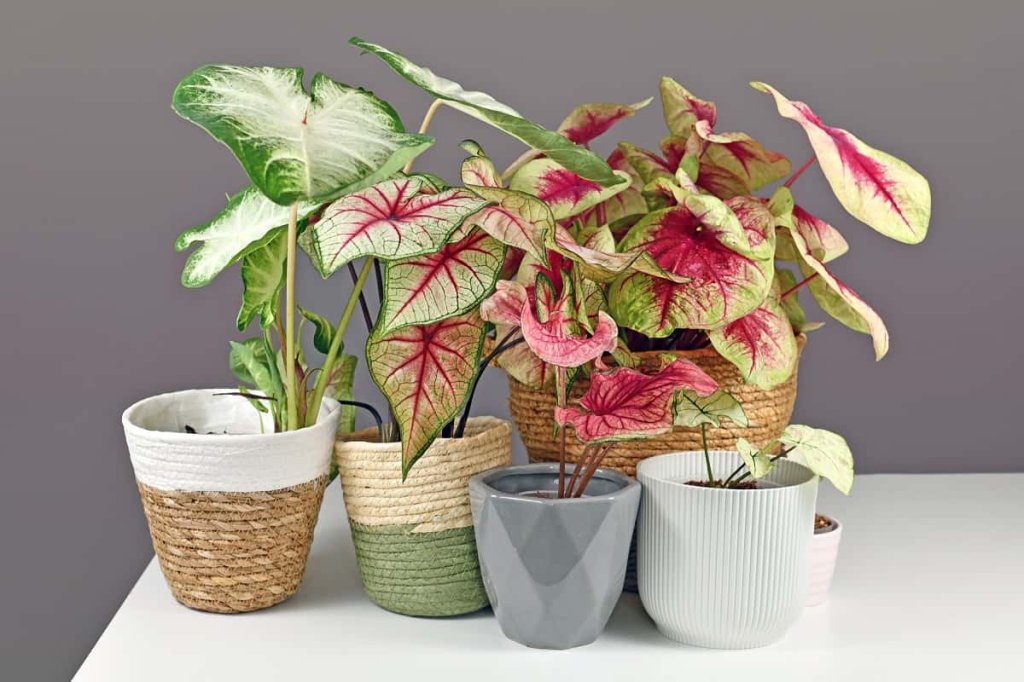 Caladium planting depth and spacing guide