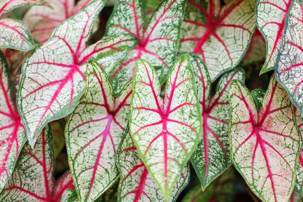 Healthy caladium with vibrant leaf colors