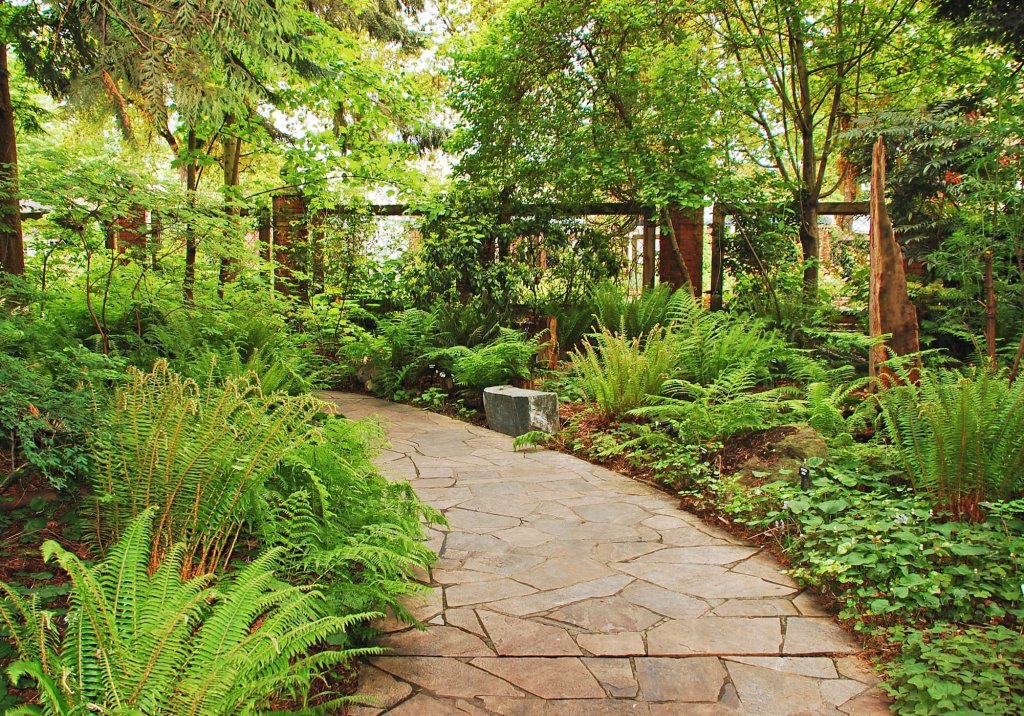 Ferns growing in a dry shade garden under trees