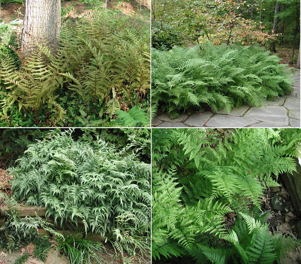 Eastern wood fern in a shaded garden setting