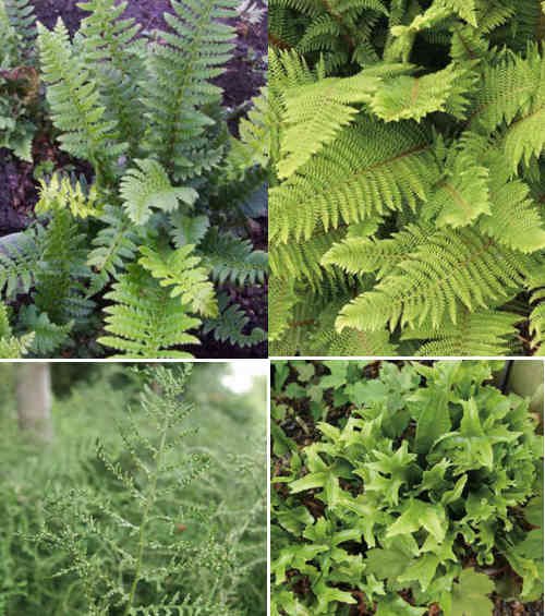 Soft shield fern with delicate fronds