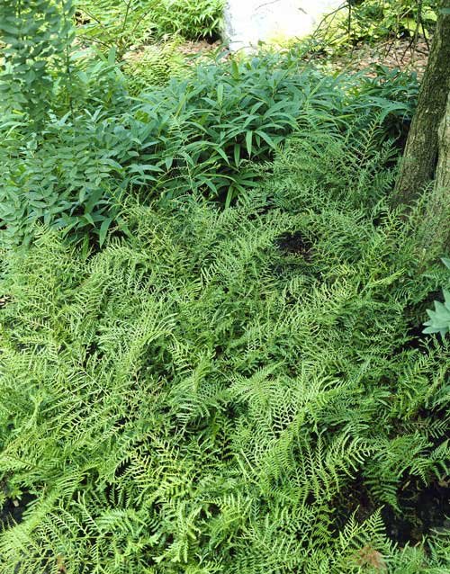 Ferns mulched in a shade garden