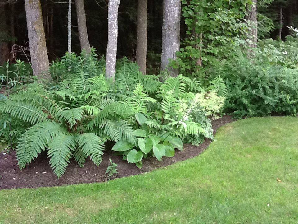 Lush fern garden in dry shade conditions