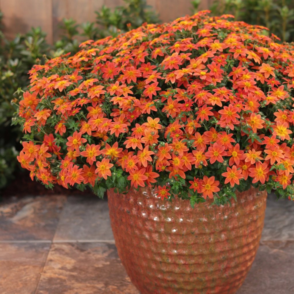 Beautiful orange flowers blooming in fall garden