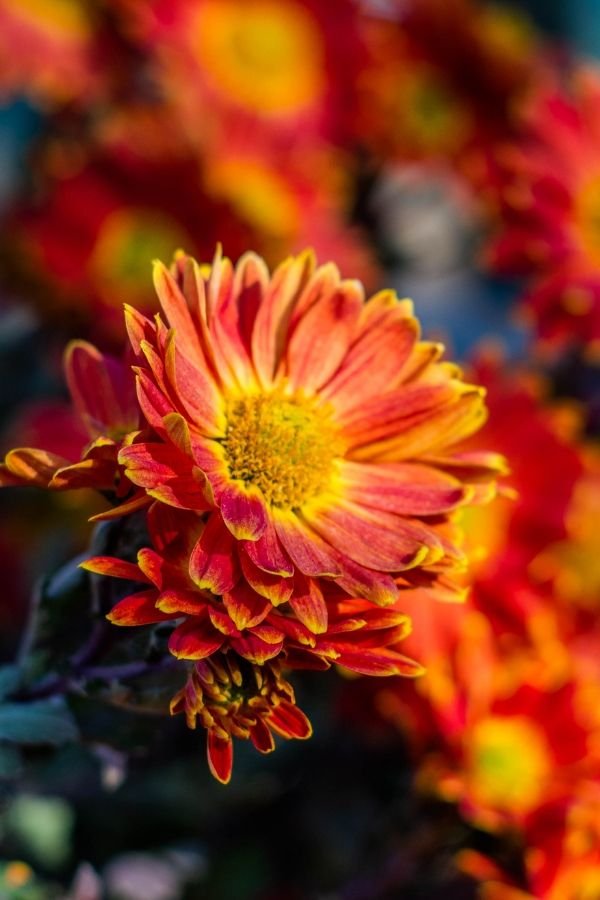 Orange chrysanthemums brighten a fall garden