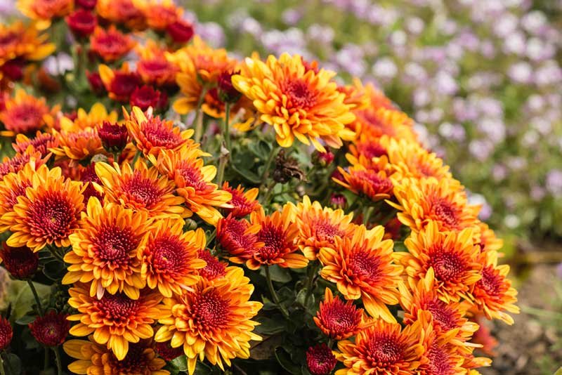 Bright orange chrysanthemum flowers