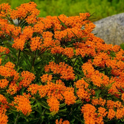 Butterfly weed with orange blooms in fall