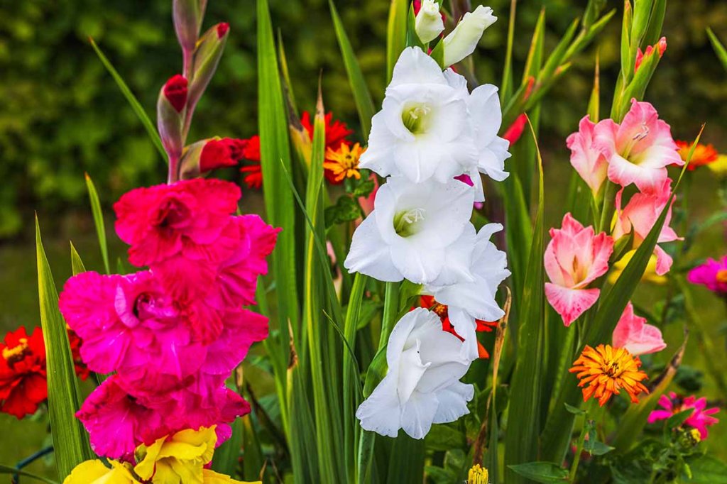 Beautiful gladiolus flowers in bloom