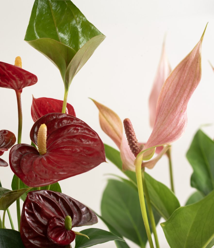 Beautiful anthurium plant with red flowers