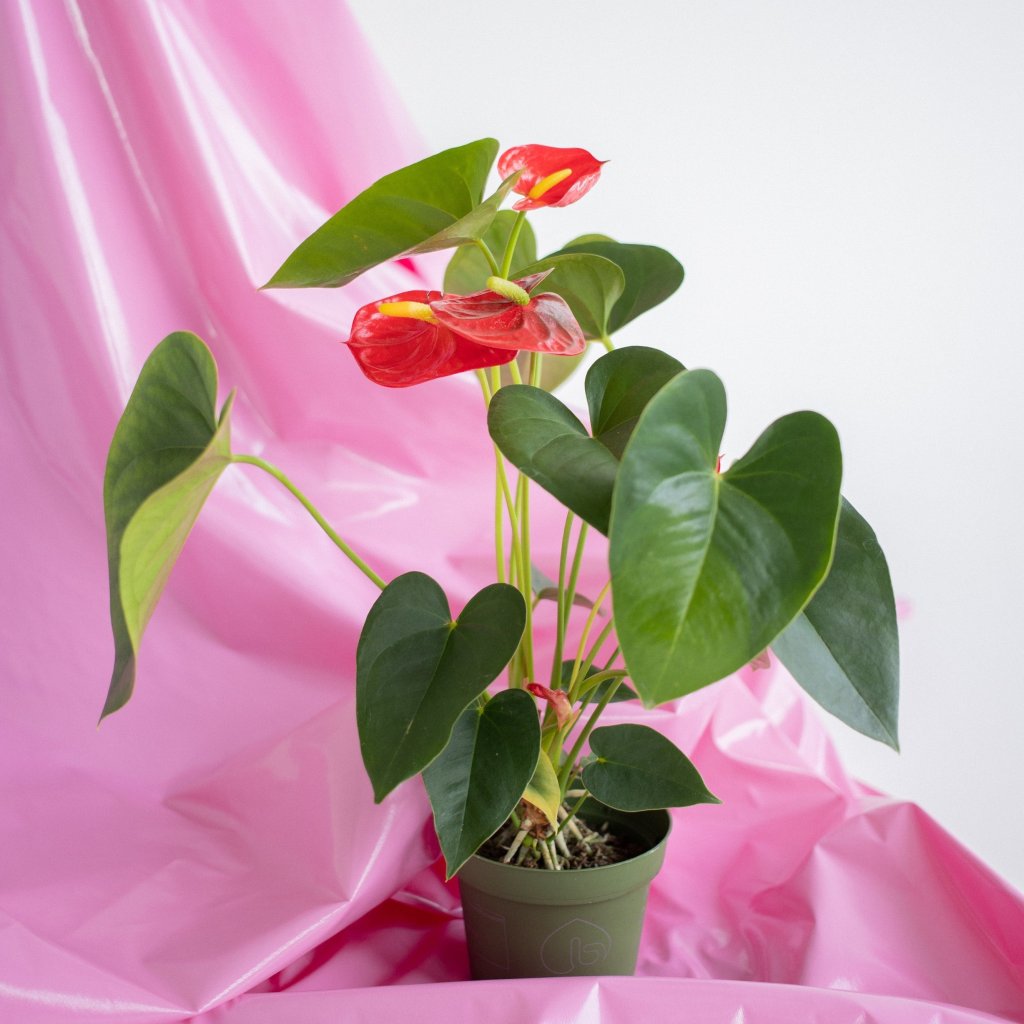 Anthurium flowers close-up