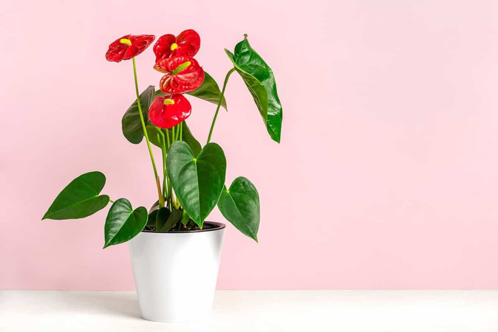 Healthy anthurium with glossy leaves
