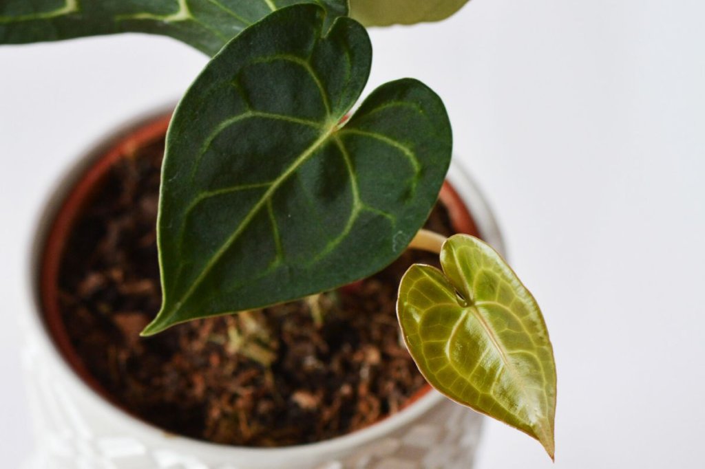 Anthurium care guide illustration