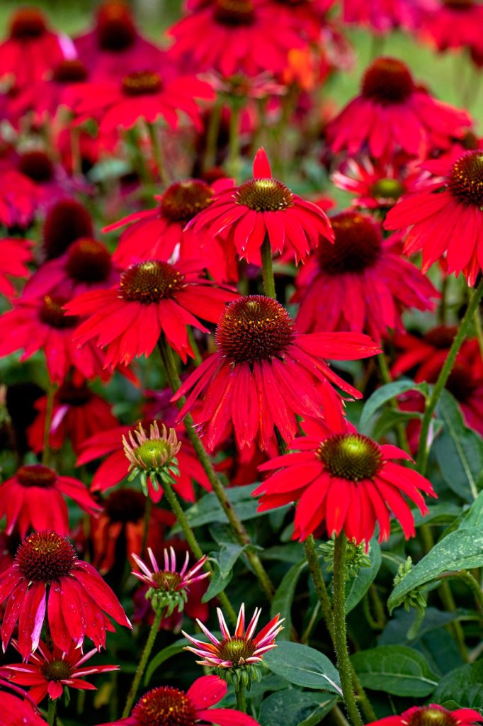 Beautiful red flowering perennial in bloom