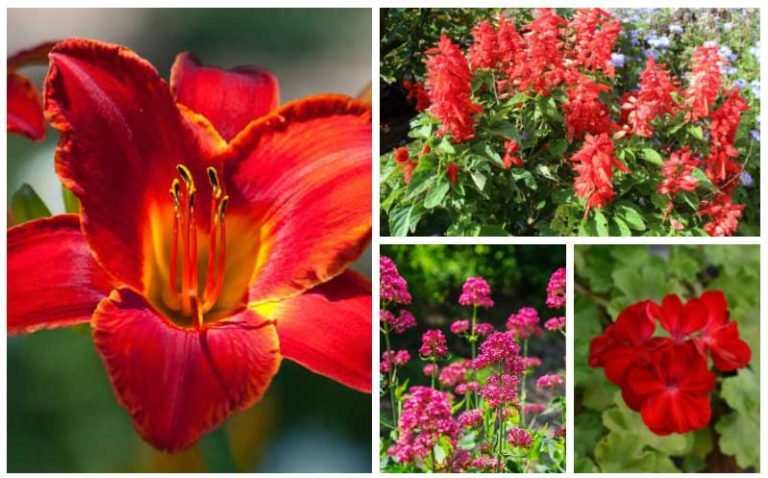 Red peony flowers in full bloom