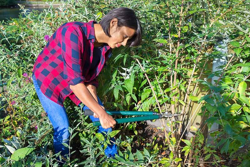 Pruning butterfly bush with garden shears