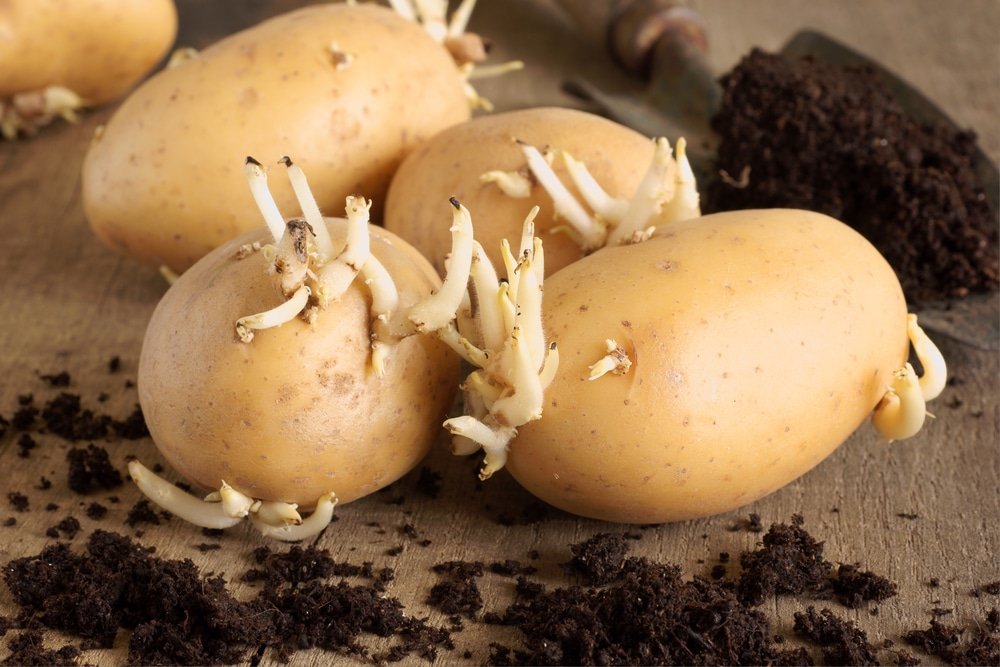 Seed potatoes ready for planting