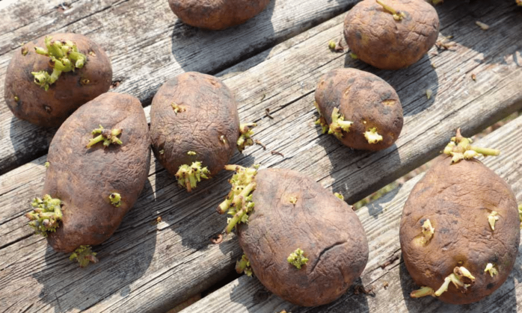 Sprouted seed potatoes ready for planting
