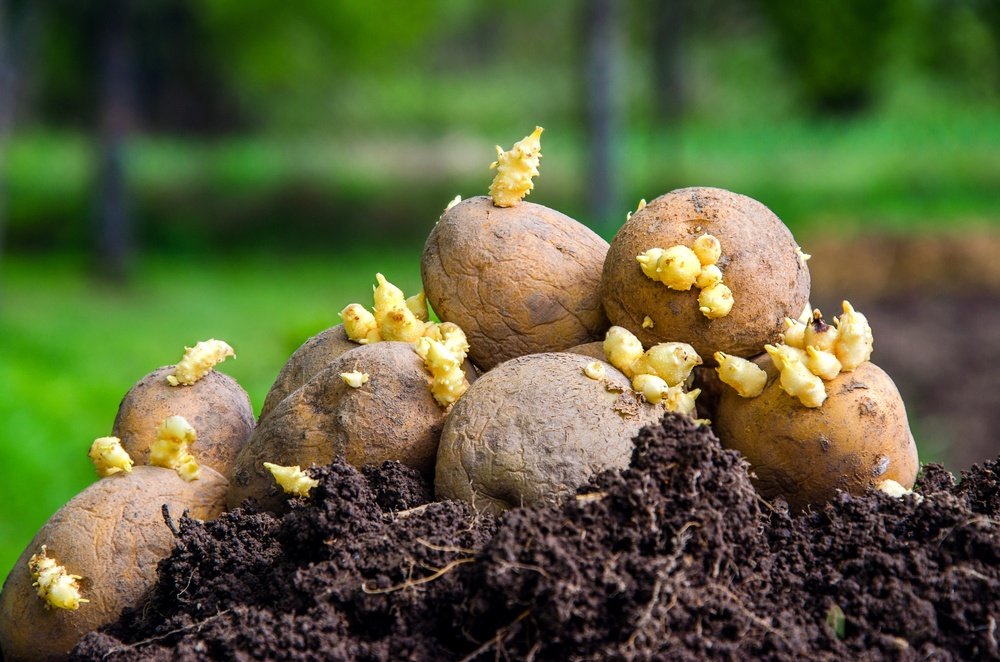 True potato seeds from potato berries
