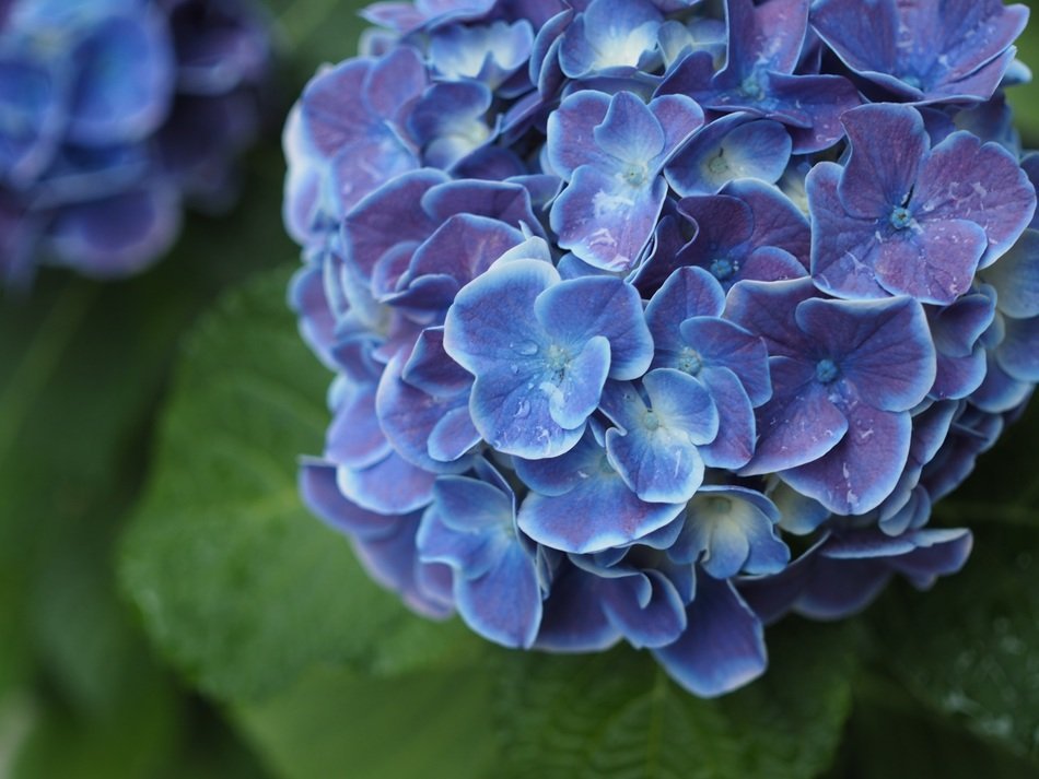 Beautiful dark blue hydrangea flowers in bloom