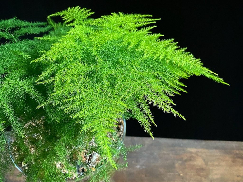 Asparagus fern with delicate feathery foliage