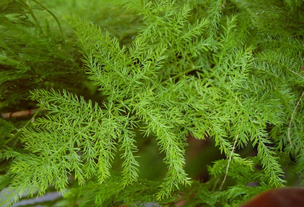 Asparagus setaceus with soft feathery texture