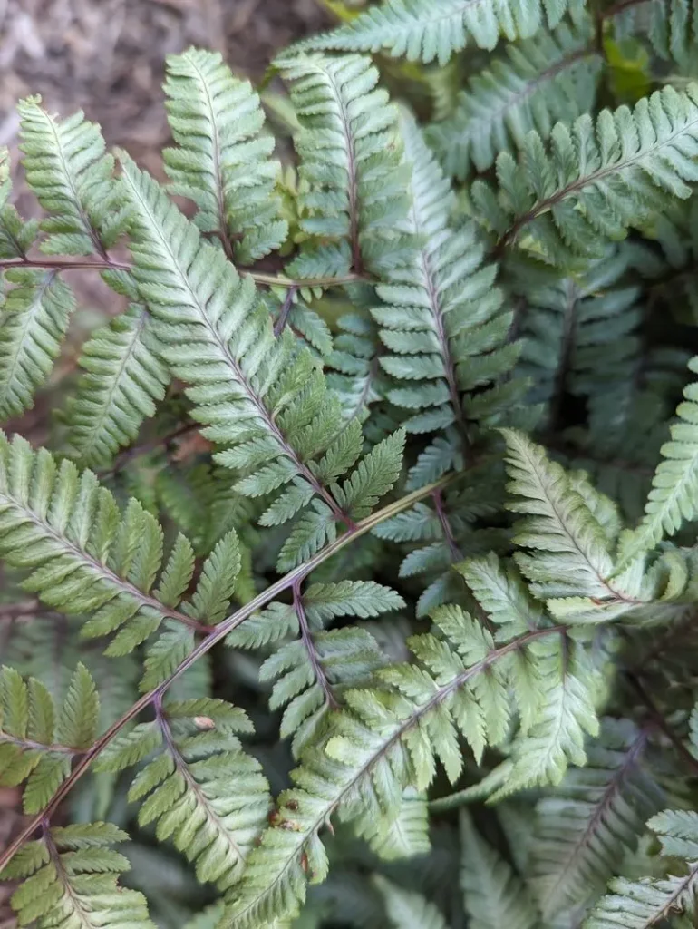Japanese Painted Fern with silvery feathery fronds
