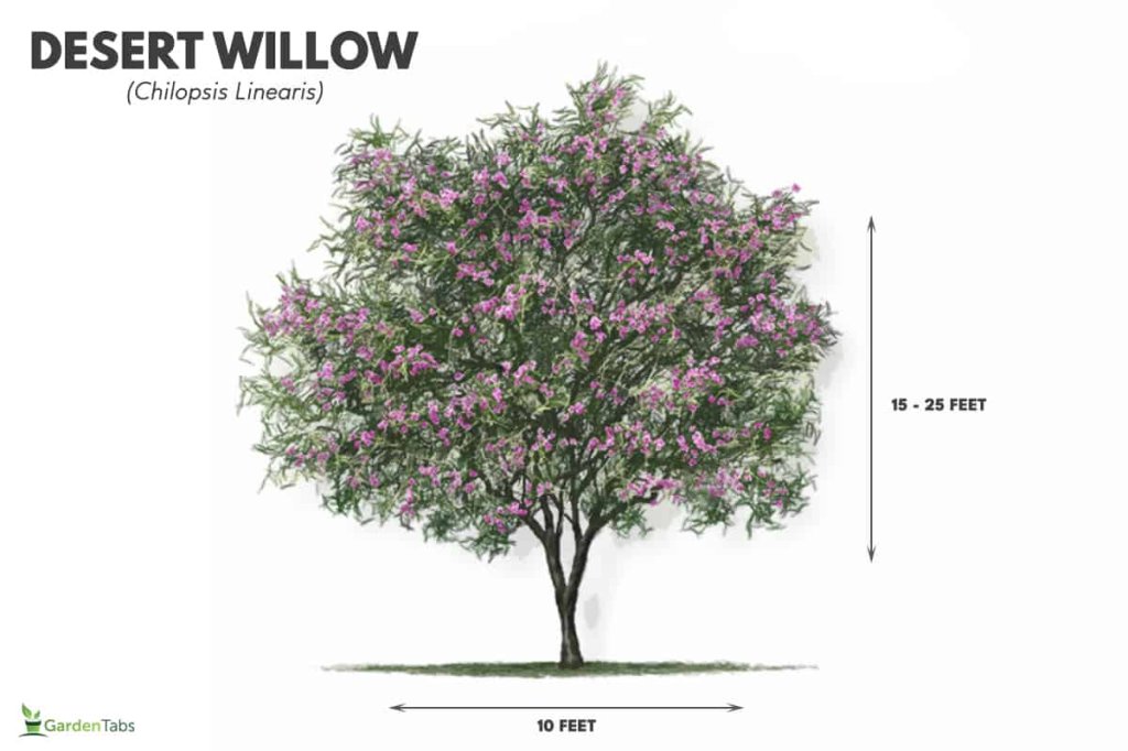 Desert willow tree size and growth