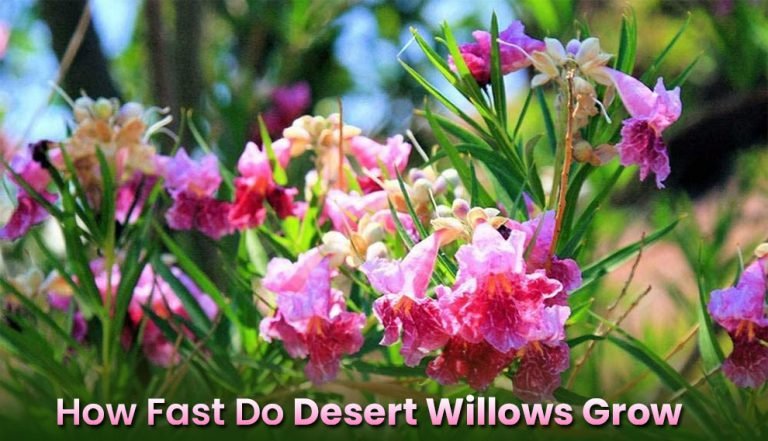Desert willow growth rate chart and timeline