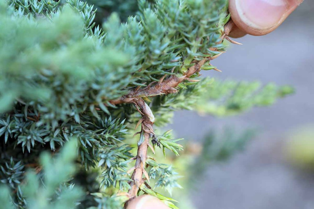 Juniper cutting preparation for propagation