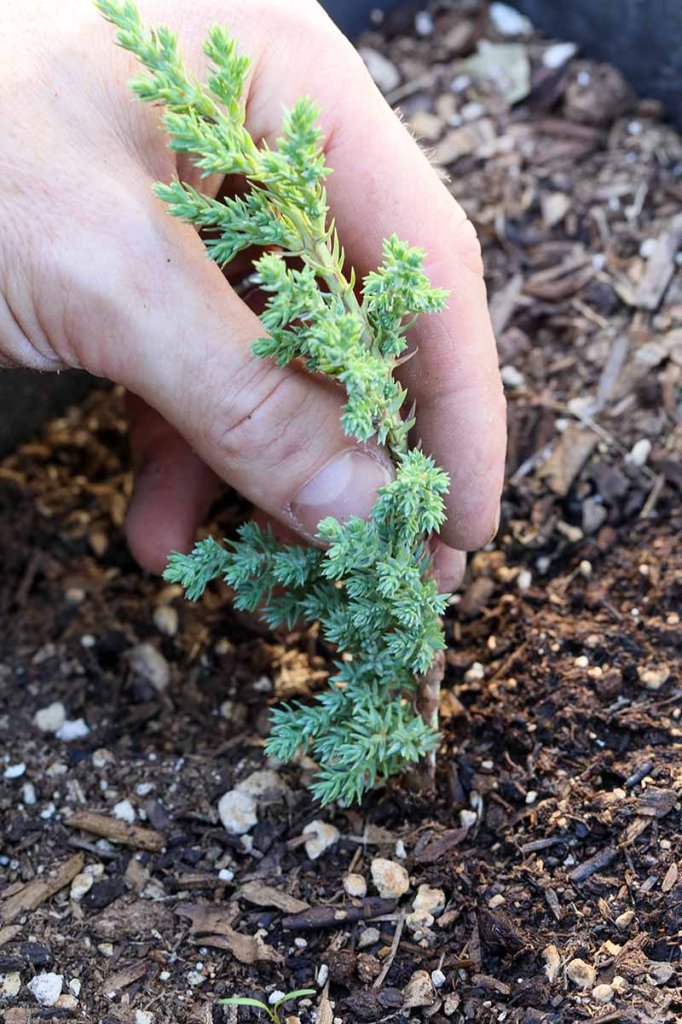Checking juniper cuttings for root development