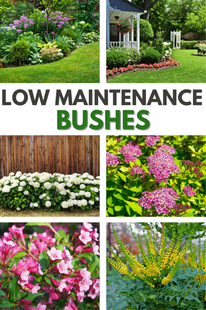 Small low maintenance bushes for easy landscaping
