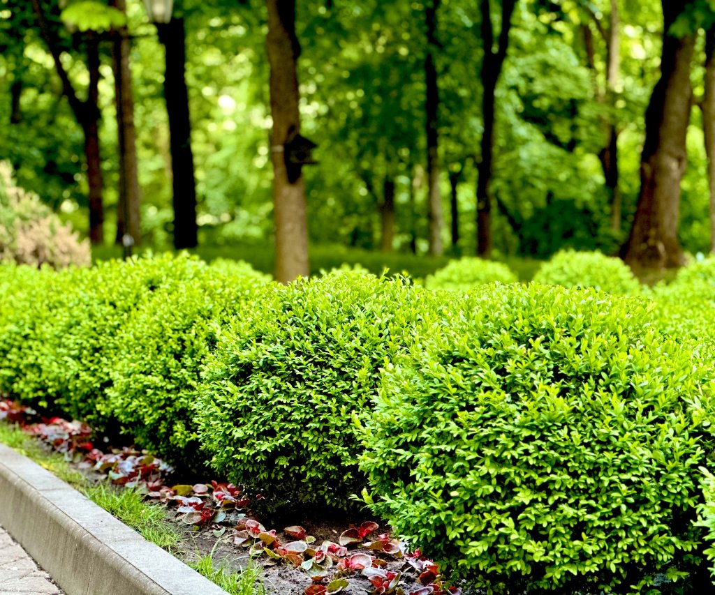 Low maintenance shrubs and bushes for easy care landscaping