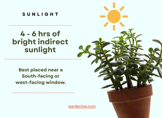 Jade plant sunlight requirements chart