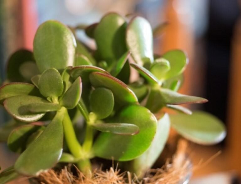 Jade plant with proper sunlight showing healthy growth