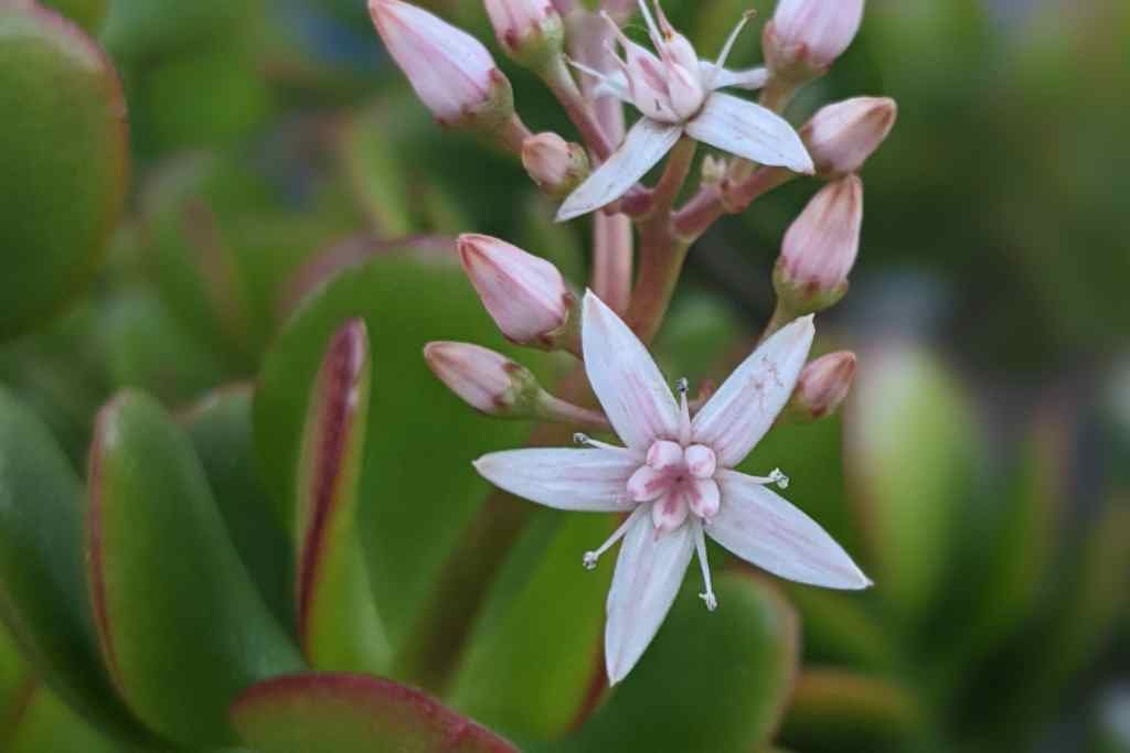 Light requirements for Crassula ovata jade plant