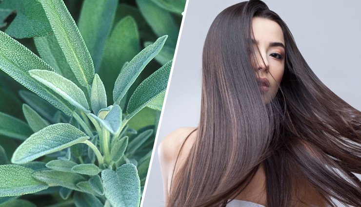 Sage herb benefits for hair care